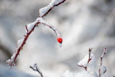 Close-up of frozen plant