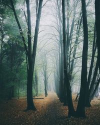 Bare trees in forest