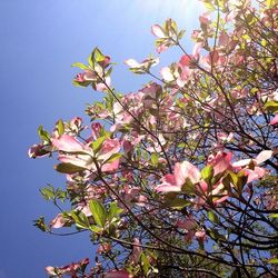 Low angle view of pink flowers