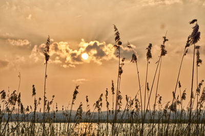 Close-up of stalks in field against sunset sky