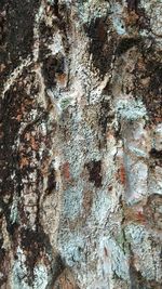 Full frame shot of tree trunk