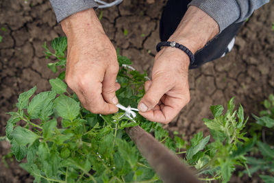 High angle view of man hand holding plants