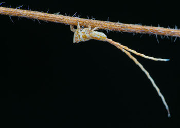 Close-up of insect against black background