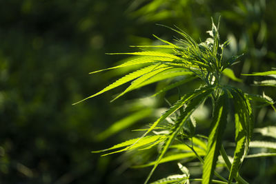 Close-up of fresh green plant