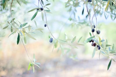 Close-up of flowers growing on tree