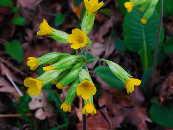 Close-up of yellow flower