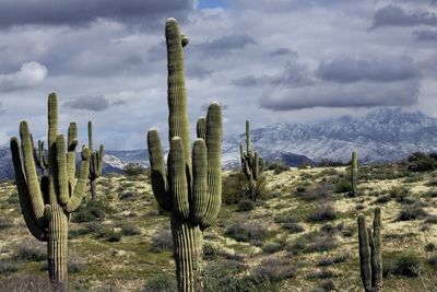 A cold cloudy day in the desert wilderness outside of phoenix, arizona with snow on the mountains.