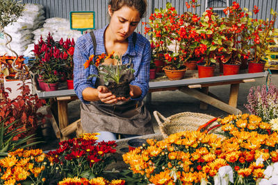 Female gardener in work wear sitting in glasshouse and checking beautiful colorful margarita flowers