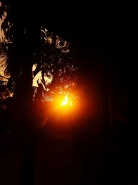 Sunlight streaming through silhouette tree during sunset