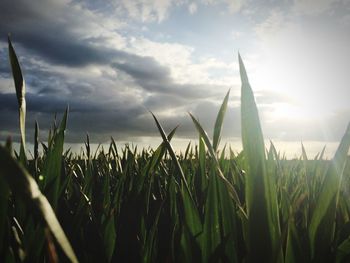 Scenic view of field against cloudy sky