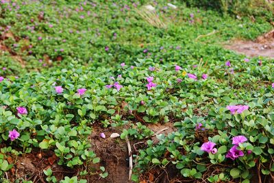 High angle view of pink flowers and plants on field