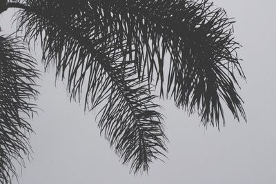 Low angle view of tree against clear sky