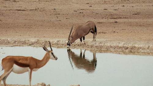Deer in lake