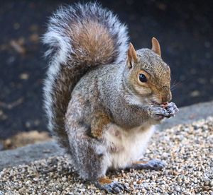 Close-up of squirrel