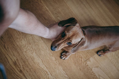 Cropped hand of man petting dog standing on hardwood floor