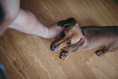 High angle view of dog lying on floor