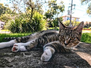 Portrait of cat lying down