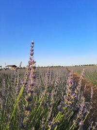 Scenic view of lavender field against clear blue sky