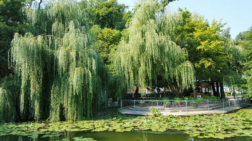 Trees in park