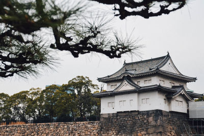 Low angle view of a tree