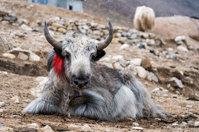 Portrait of an animal on field