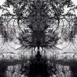 Reflection of trees in water