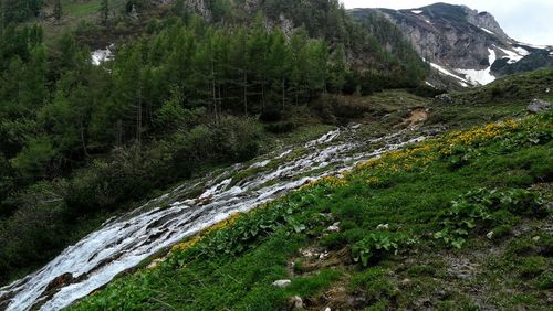 Scenic view of stream amidst trees in forest