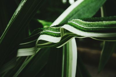 Close-up of green snake on plant