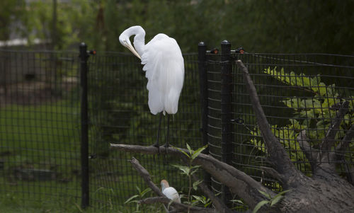 White swan in a railing