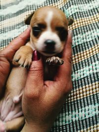 Close-up of hand holding puppy