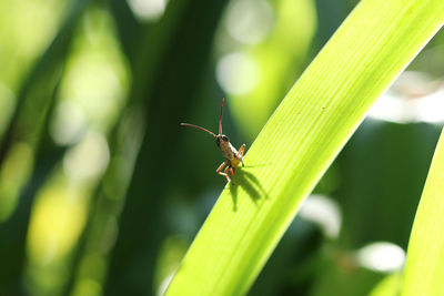 Close-up of insect on plant