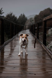 Dog in water against sky