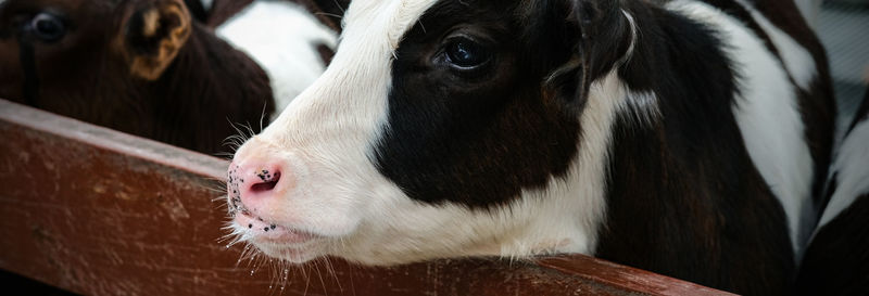 Close-up of cow