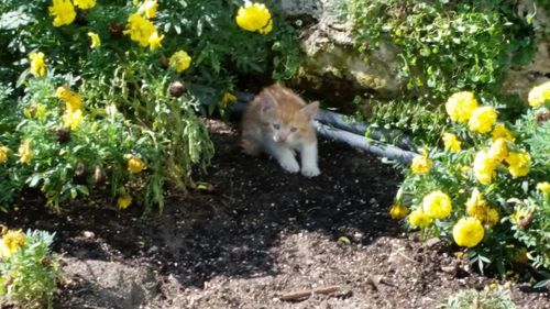 High angle view of cat in plants