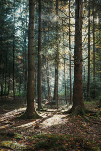 Trees in forest