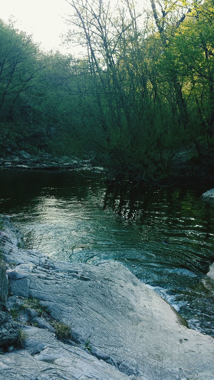 water, tree, tranquility, tranquil scene, lake, scenics, beauty in nature, nature, river, forest, waterfront, reflection, non-urban scene, stream, idyllic, day, growth, rippled, no people, outdoors