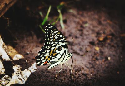 Butterfly on leaf