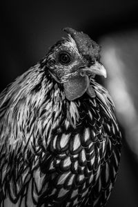 Close-up of silver sebright bantam