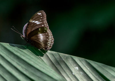 Close-up of butterfly on leaf