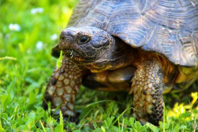 Close-up of turtle on field