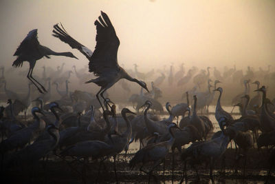 Flock of birds in the lake