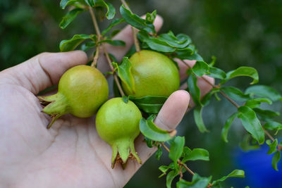 Close-up of hand holding fruit