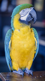 Close-up of parrot