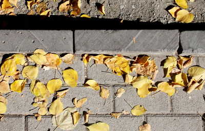 Close-up of yellow wall