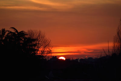 Silhouette of trees at sunset