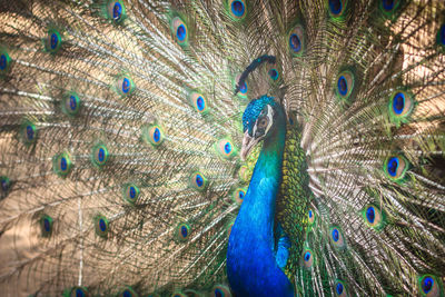 Close-up of peacock