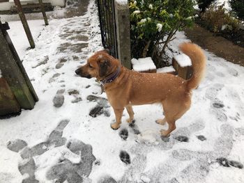 Dog standing on wet snow