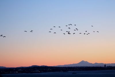 Flock of birds flying against sky during sunset