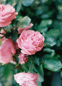 Close-up of pink rose flower