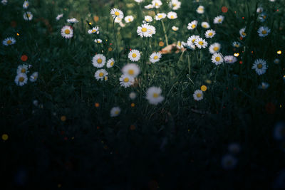 Summer meadow with daisies, natural treasures. green witch dark background, mystical texture